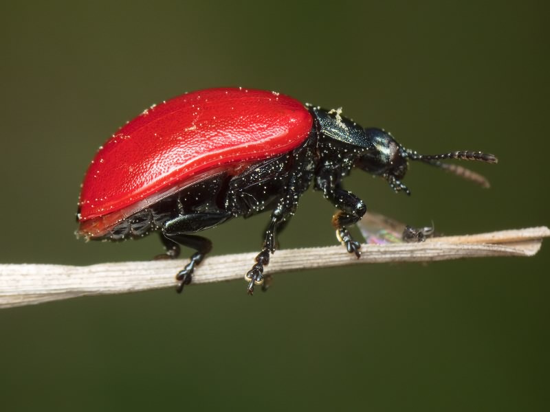 Chrysomela populi Linnaeus, 1758